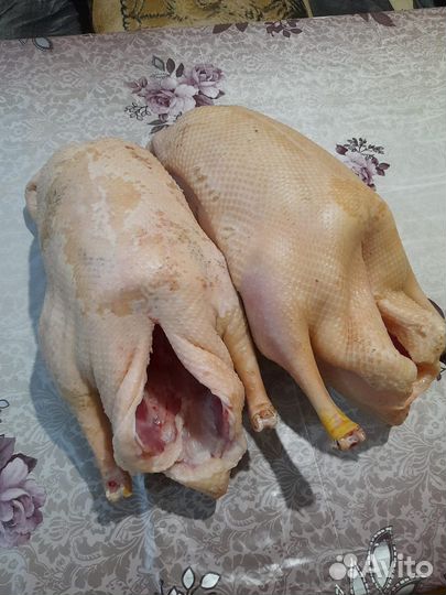 Гуси Крупносерые