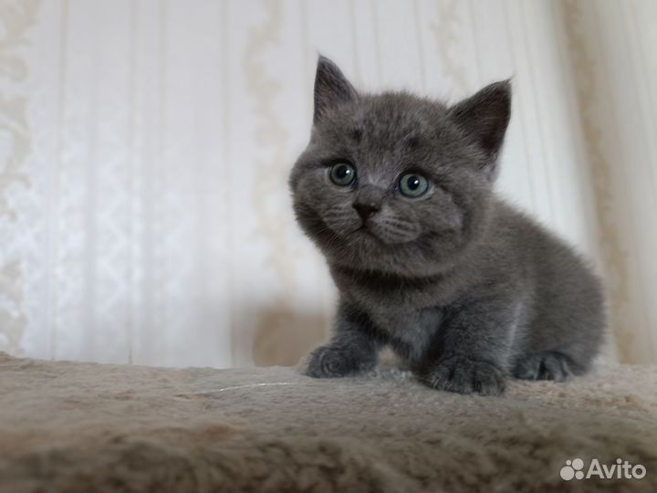 Котята британцы