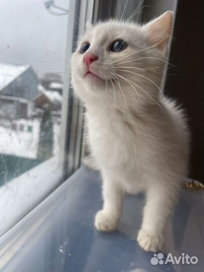 Котенок белый 2 месяца