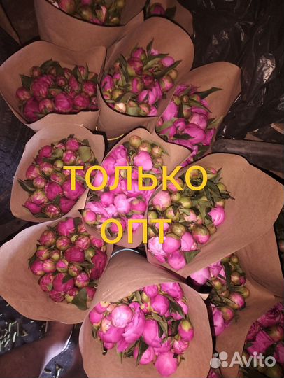 Пионы срезка, оптом