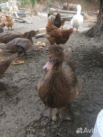 Мускусные утки