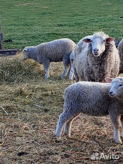 Баран на племя