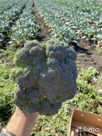 Капуста брокколи