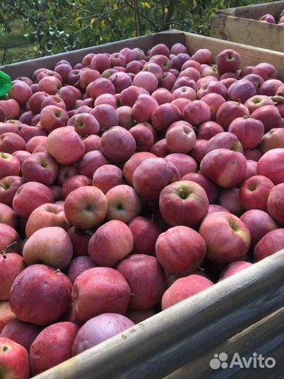 Яблоки флорина