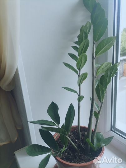 Замиокулькас вариегатный