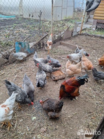 Продам молодых петухов,6 штук,красивые и наглые