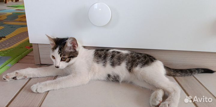 Милая кошечка, отлично ладит с детьми
