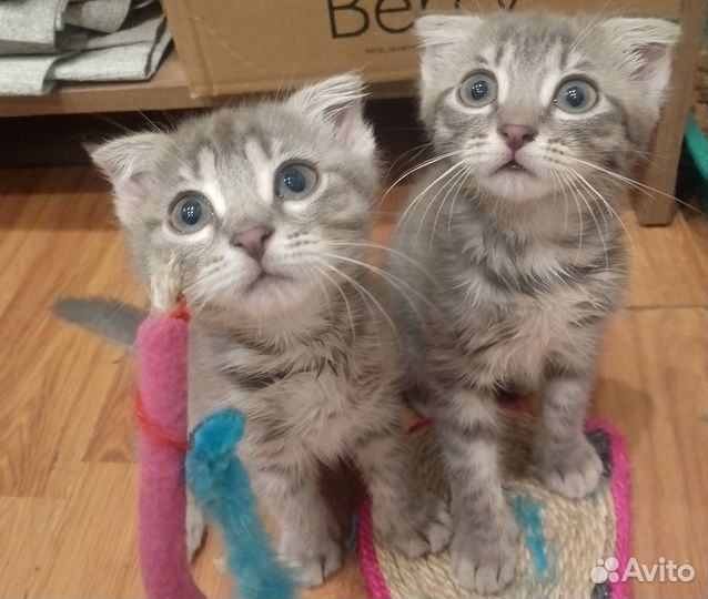 Вислоухие котята