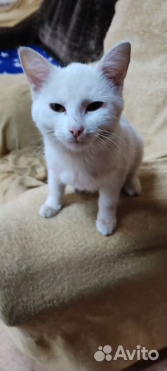 Кошка в добрые руки