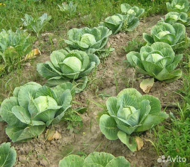 Рассада капусты