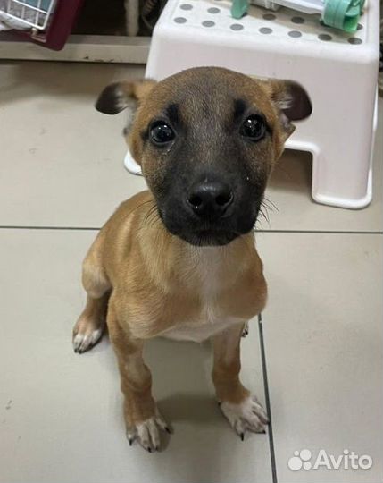 Спасите Бимку