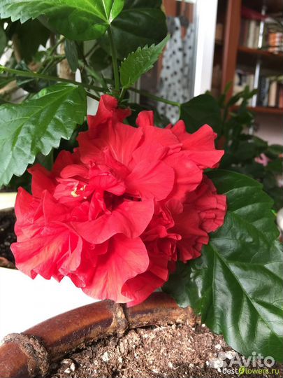 Китайская роза