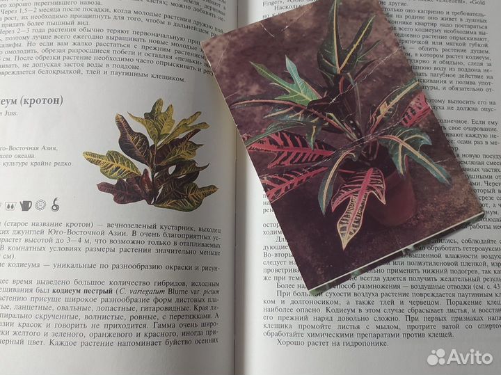 Энциклопедия комнатных растений