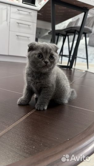 Вислоухие котята