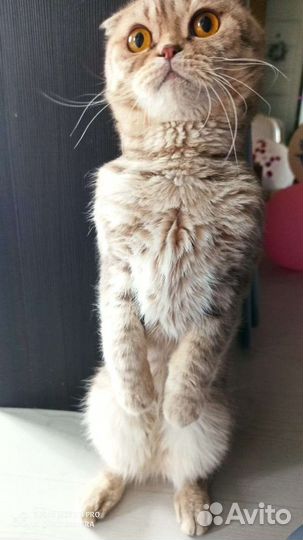 Кот ищет себе невесту