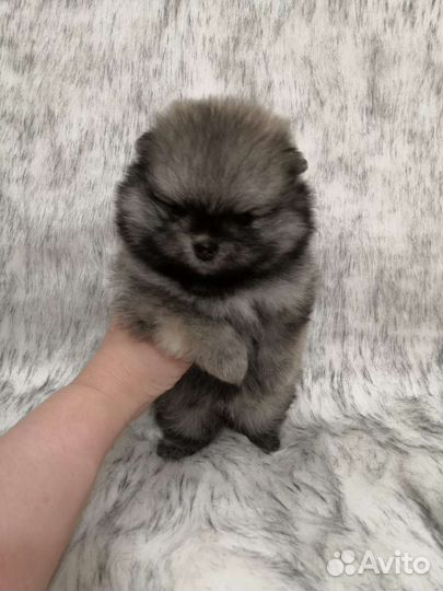 Померанский шпиц