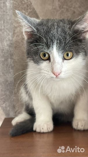 Отдам котенка