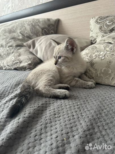 Котенок в добрые руки