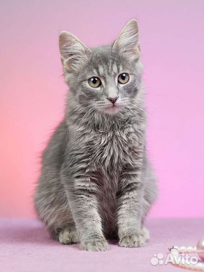 Ласковый котенок Фокус