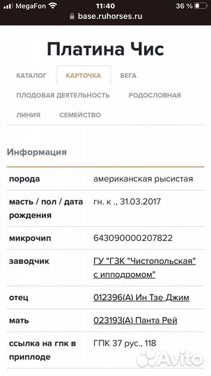 Лошадь Рысак