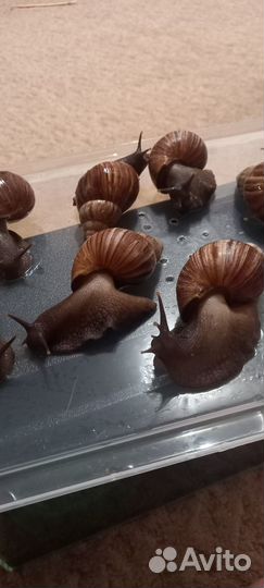 Улитки ахатины