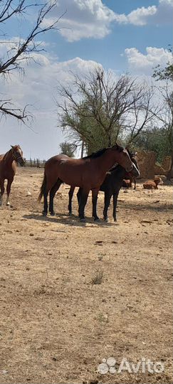 Отец русский тяж мать ресистая