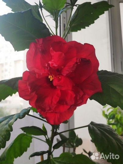 Гибискус махровый