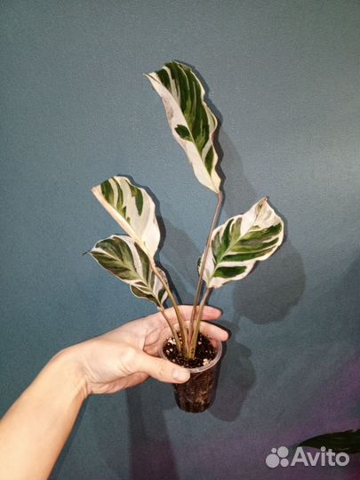 Калатея white fusion