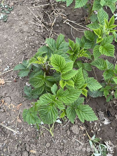 Малина ремонтантная