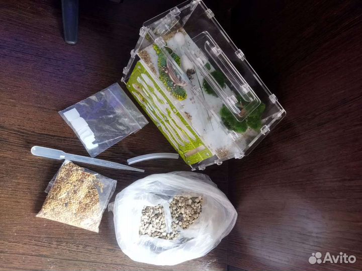 Муравьиная ферма с муравьями