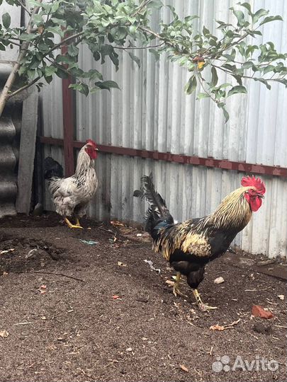 Домашние петухи