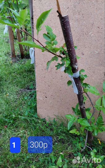 Рябина Бурка - сладкоплодная низкорослая