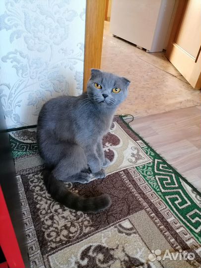 Продам кошку