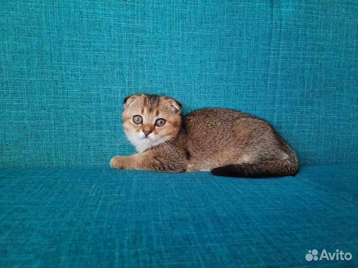 Котята шотландские