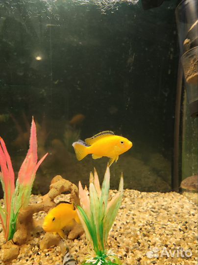 Рыба цихлиды Елоу