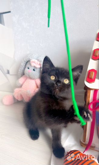 Кошечка в дар