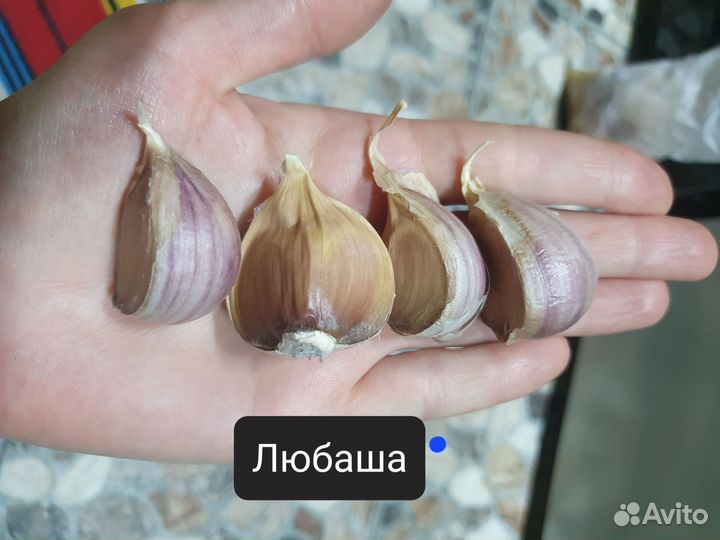 Крупные сорта чеснока Отборные