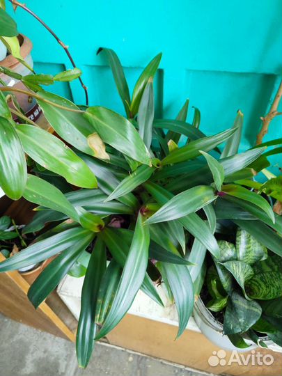 Комнатные цветы