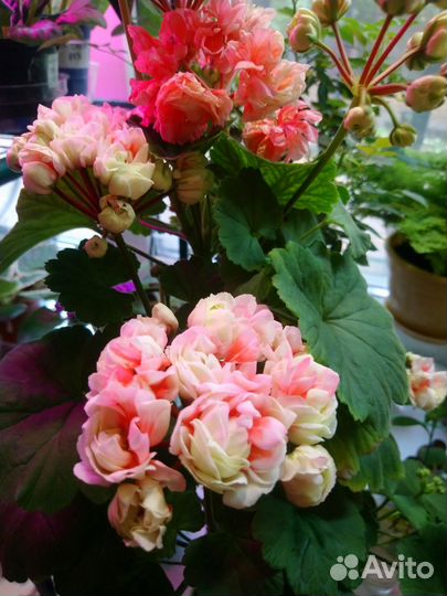 Пеларгония герань сортовая