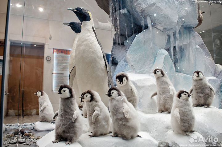 Школьнае экскурсия 