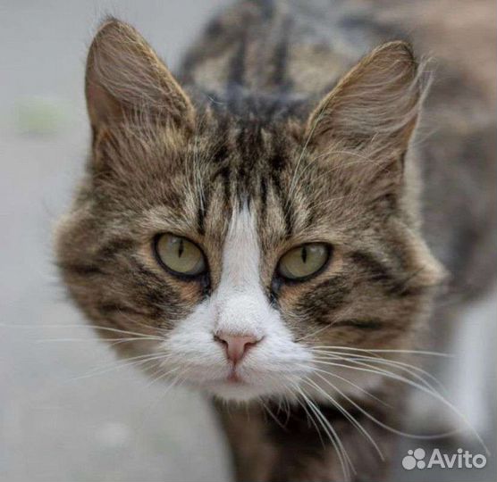 Кошки в добрые руки бесплатно