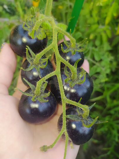 Дача 20 м² на участке 6,8 сот.