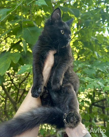 Котенок мальчик