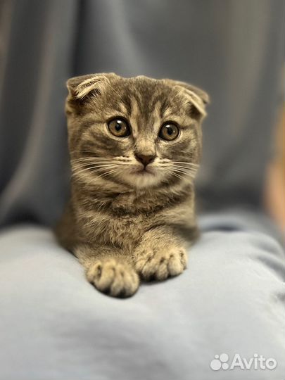 Вислоухая кошка