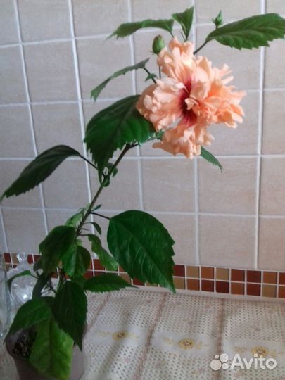 Домашние цветы