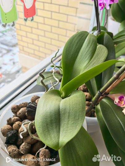 Орхидея фаленопсис