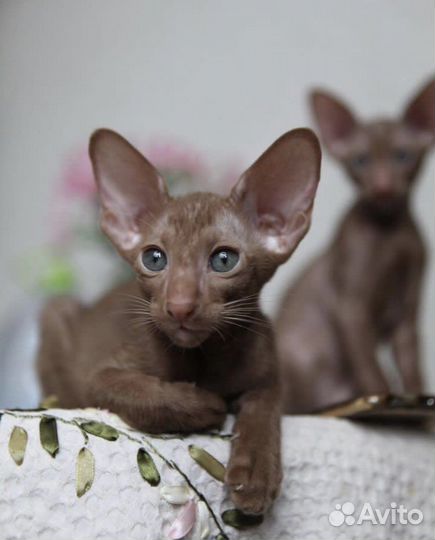 Ориентальные малыши