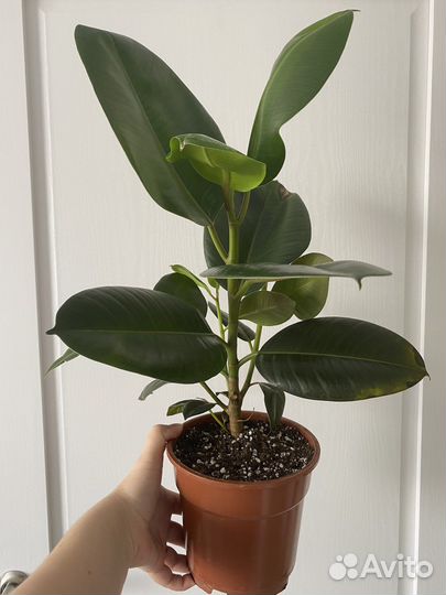 Фикус эластика тинеке