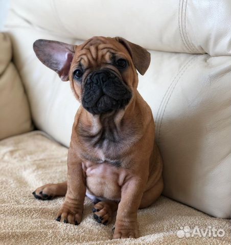 Французский бульдог щенки РКФ