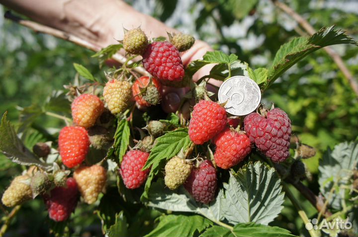 Саженцы малины